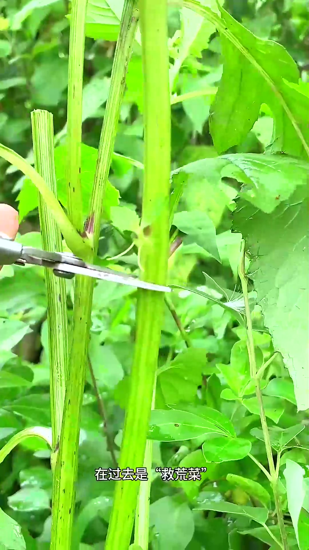  野茼蒿为什么被称为'革命菜',来了解一下