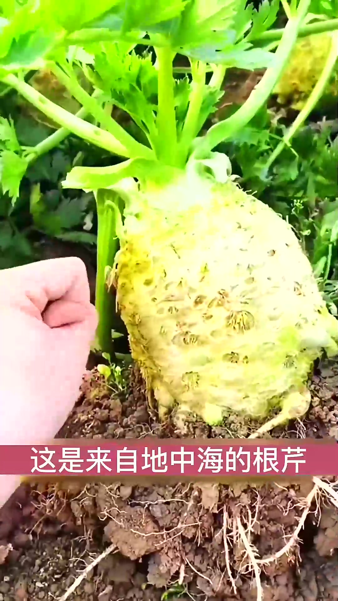  根茎长的像拳头一样大的芹菜你见过没?来自地中海的根芹菜!