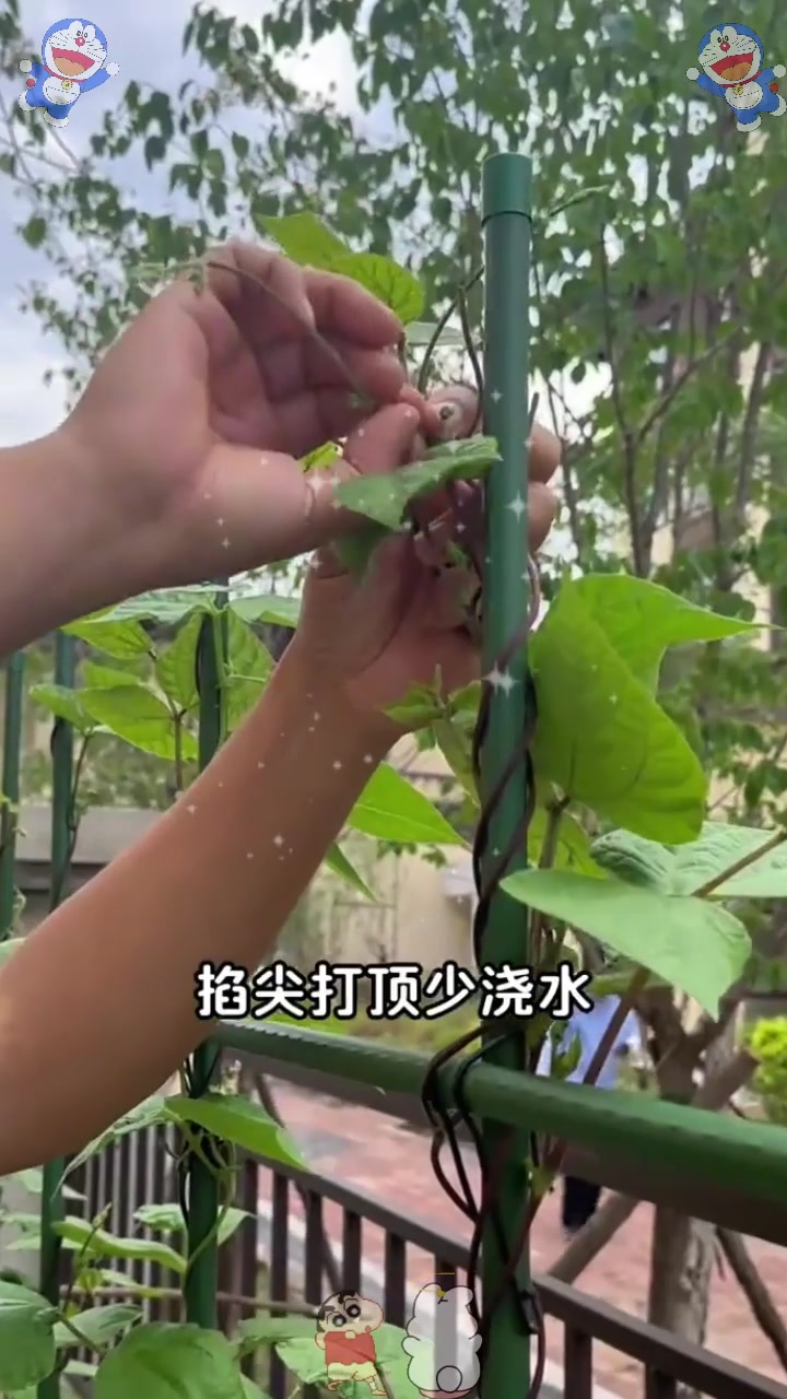  喜欢种菜的朋友,记住这个种菜口诀,你也是种菜高手
