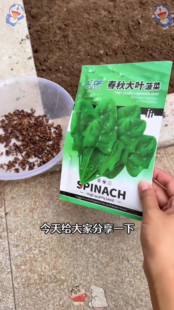  秋季菠菜如何种植?出苗快出苗齐呢,菠菜种植全过程