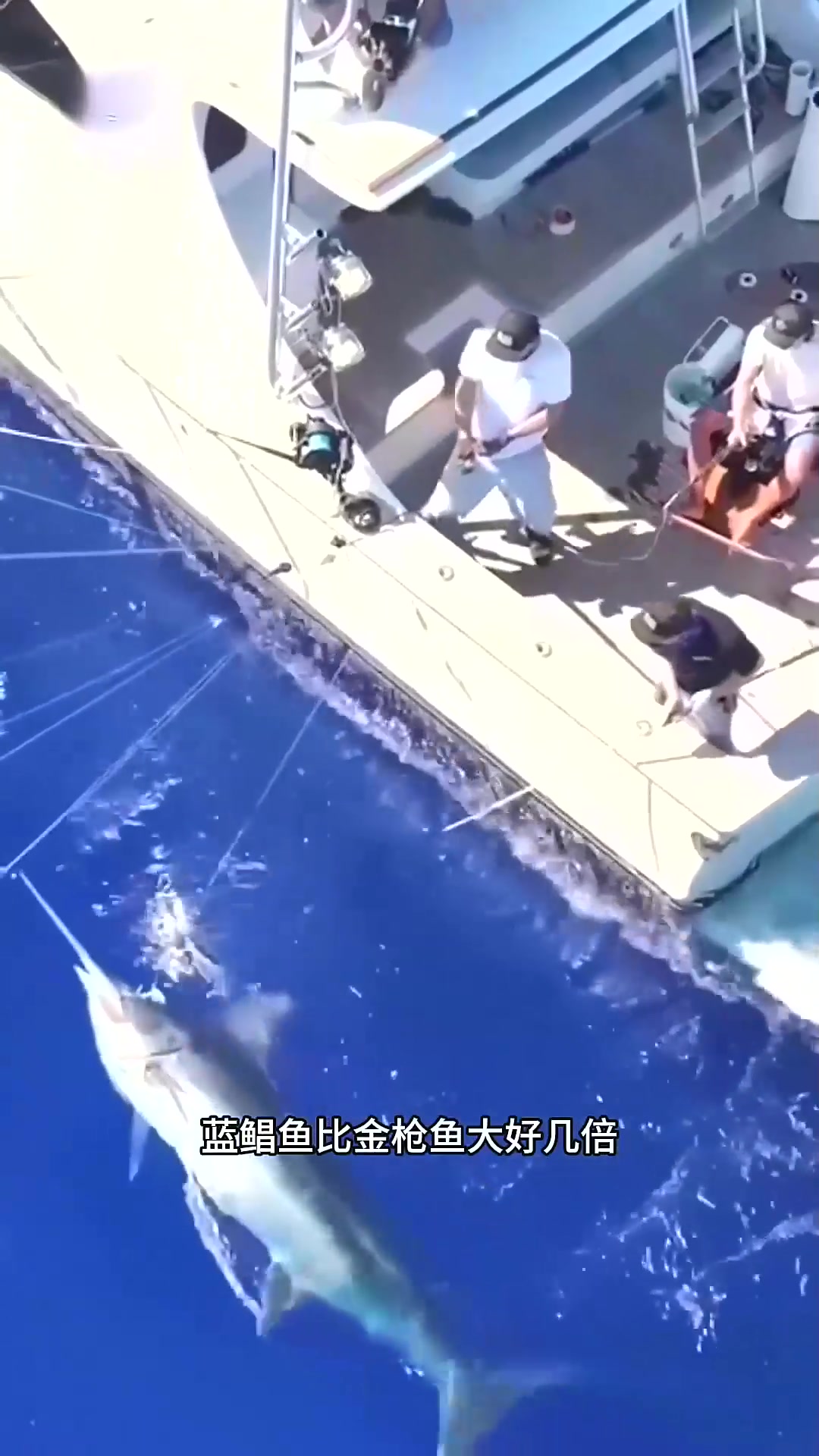  比金枪鱼还贵的黑皮旗鱼