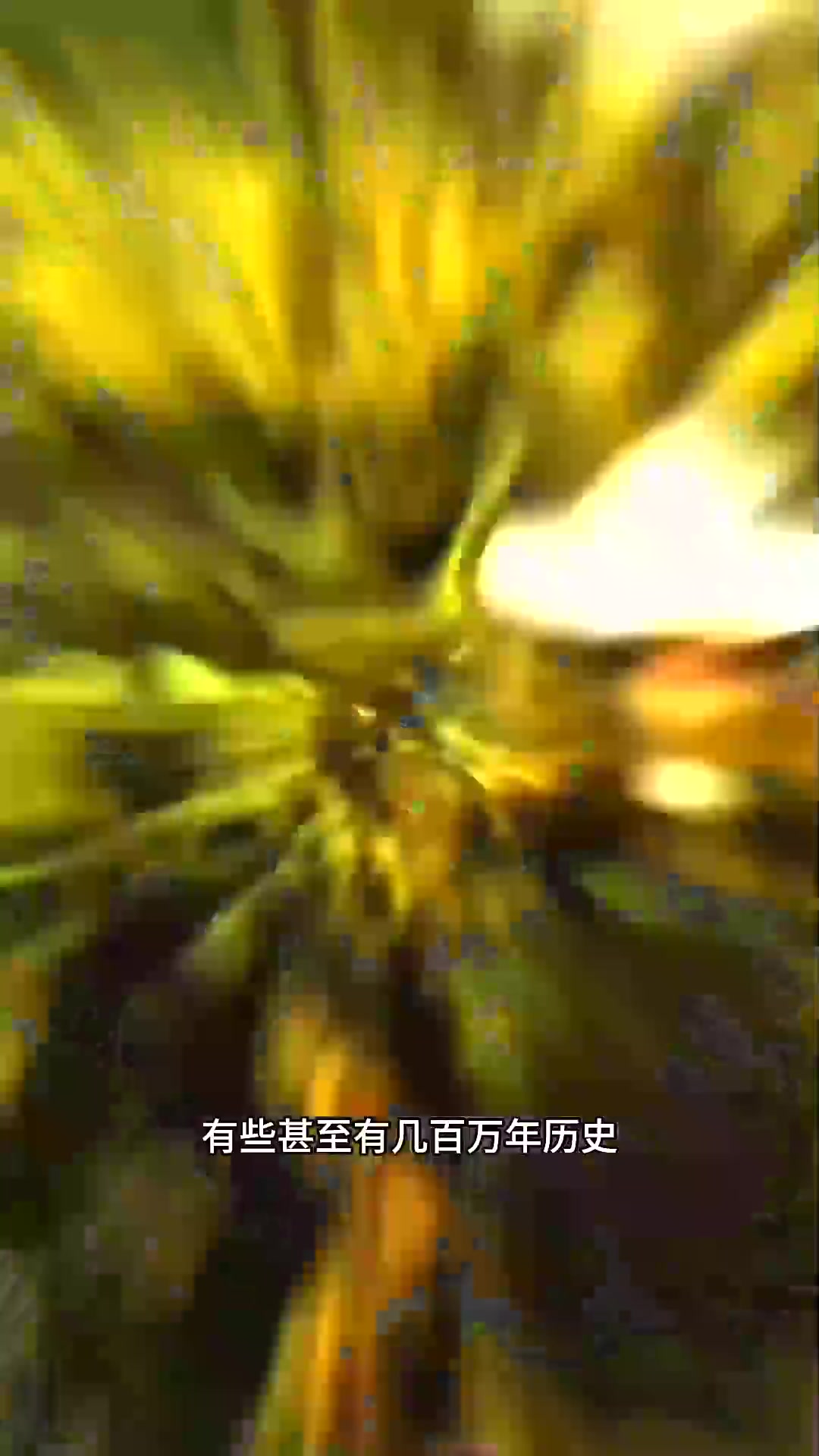  为什么总能捡到鲨鱼牙齿