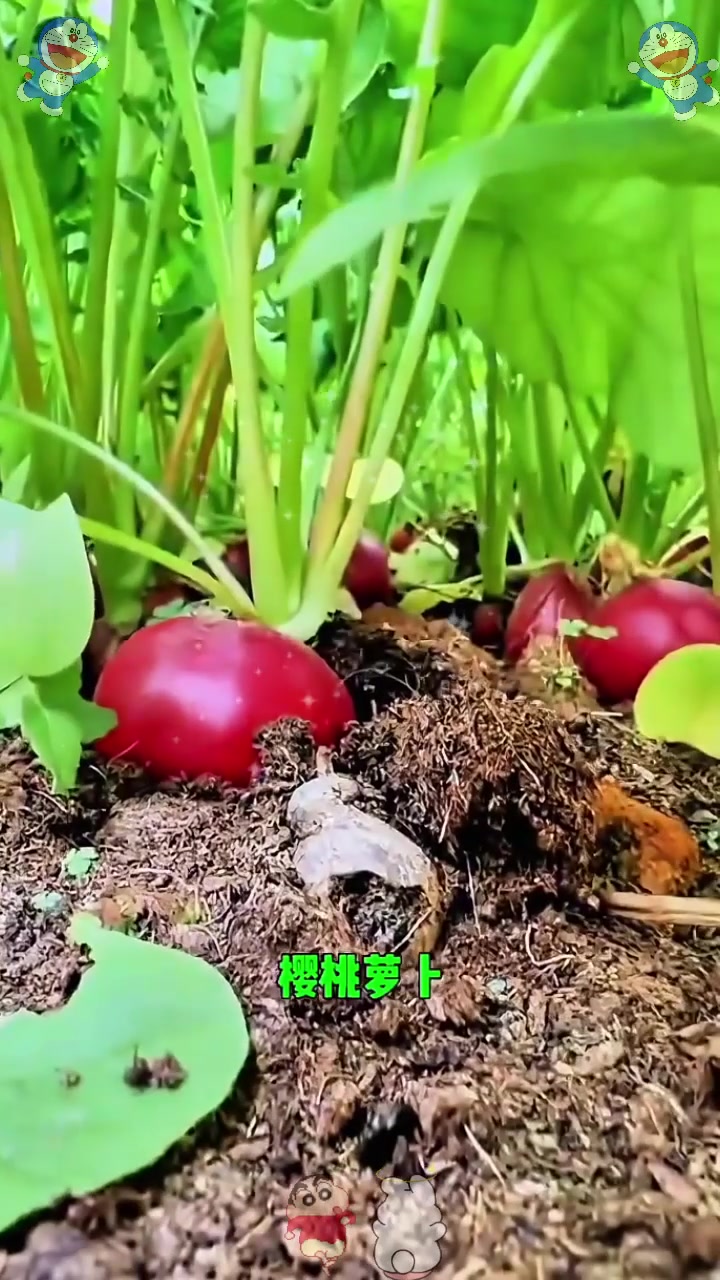  九月能种的蔬菜都有哪些?!
