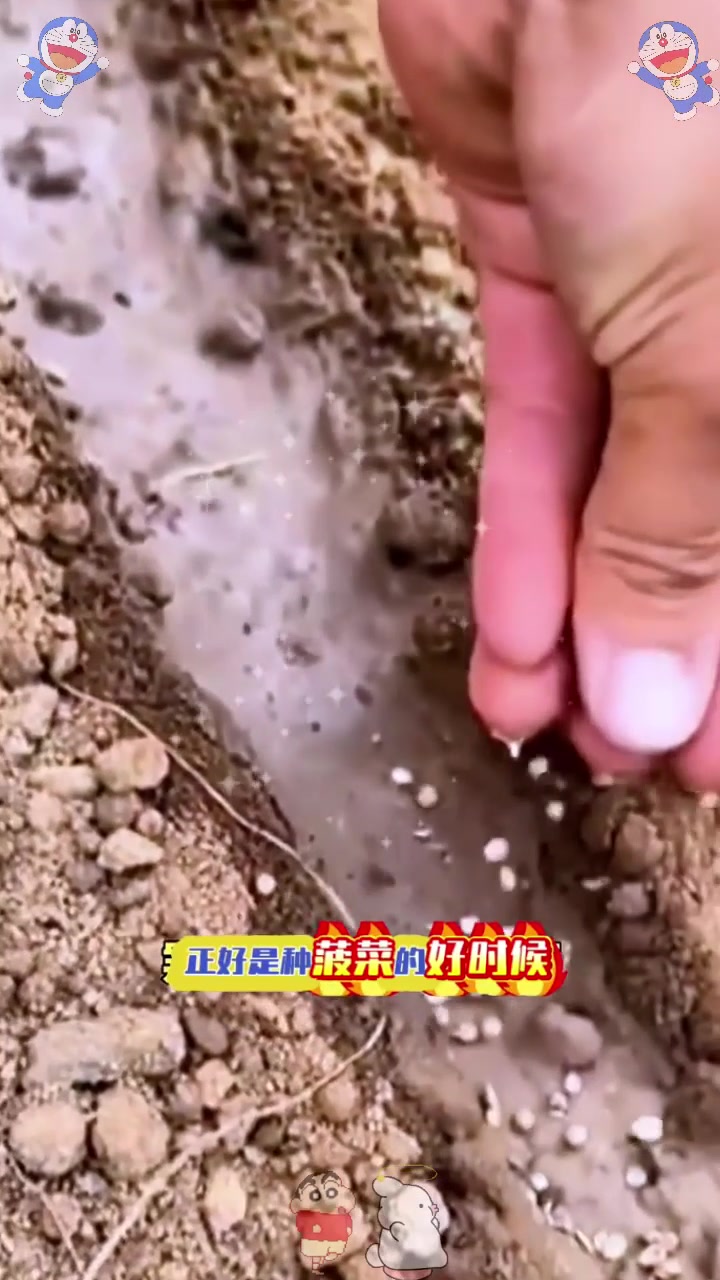  菠菜这样种植才可以出苗齐长得快!