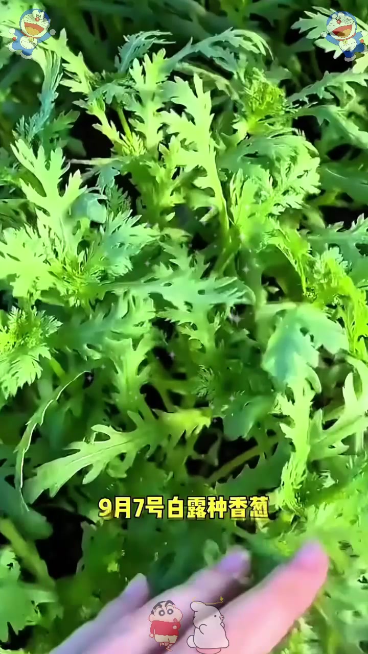  9月和10月份还能种什么蔬菜?
