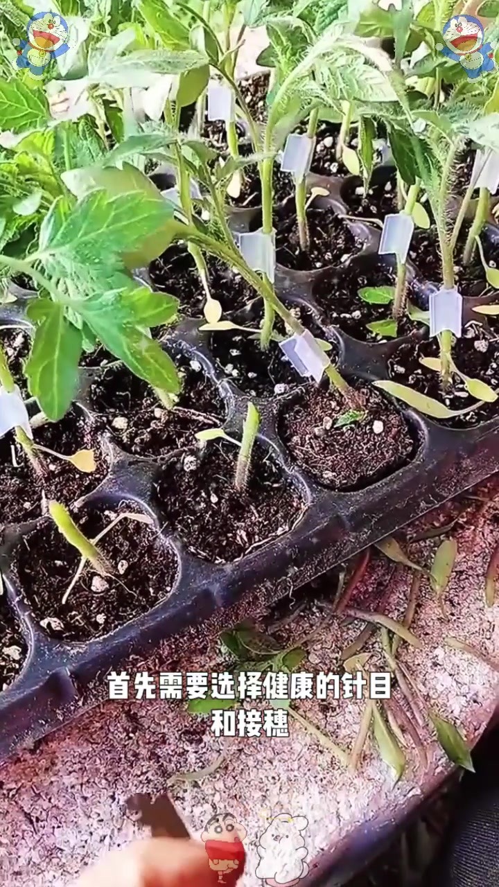  西红柿劈接法是一种常见的嫁接方法,适用于蔬菜种植