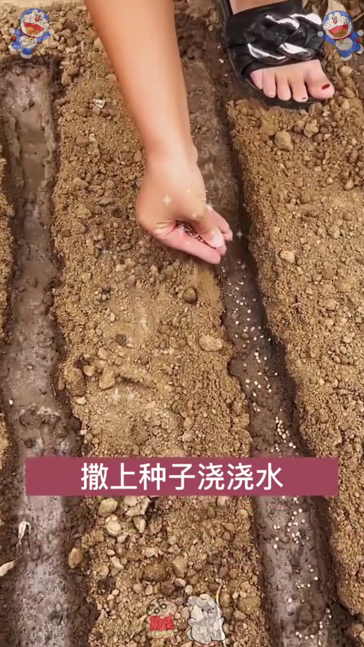  市场少见的蔬菜，长相似鸡腿的芥蓝，种一点能多茬反复采收！