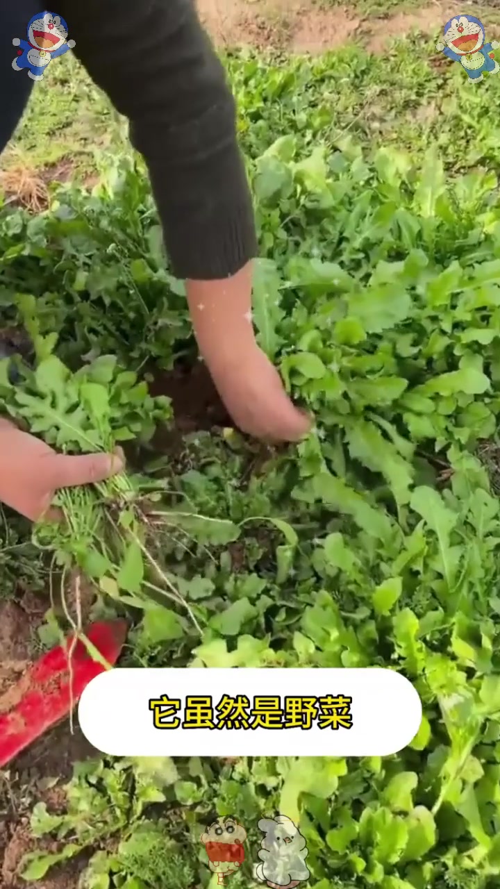  这种野菜,被称为“长寿菜”,在阳台盆栽上几盆,足足吃一年