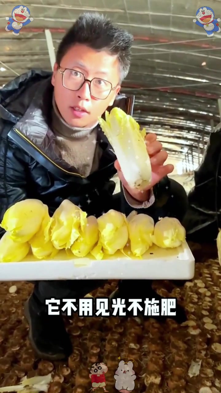  它是欧洲引进的“菜根”,比白菜有营养,市场价值高,管理简单!