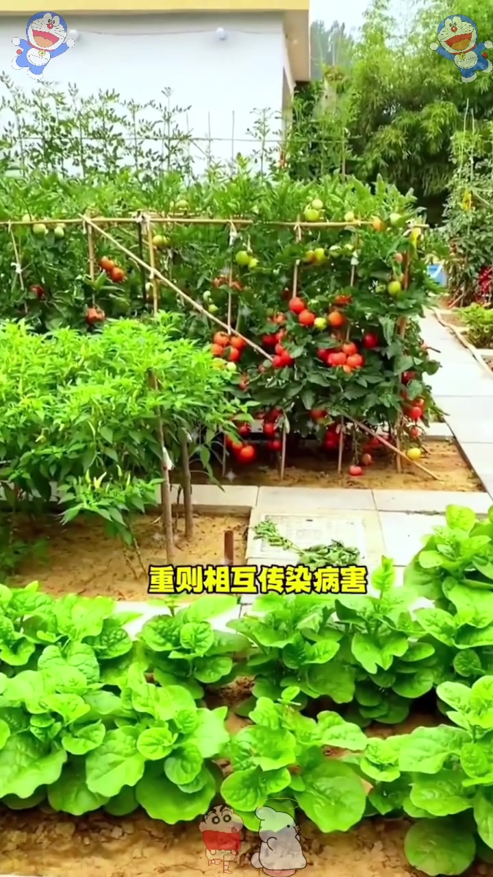  这几种蔬菜千万不可种在一起，它们生来相生相克，重则果实腐烂！
