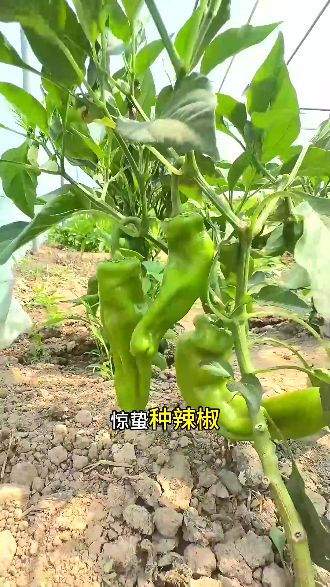  老一辈留下的种菜口诀,种菜小技巧