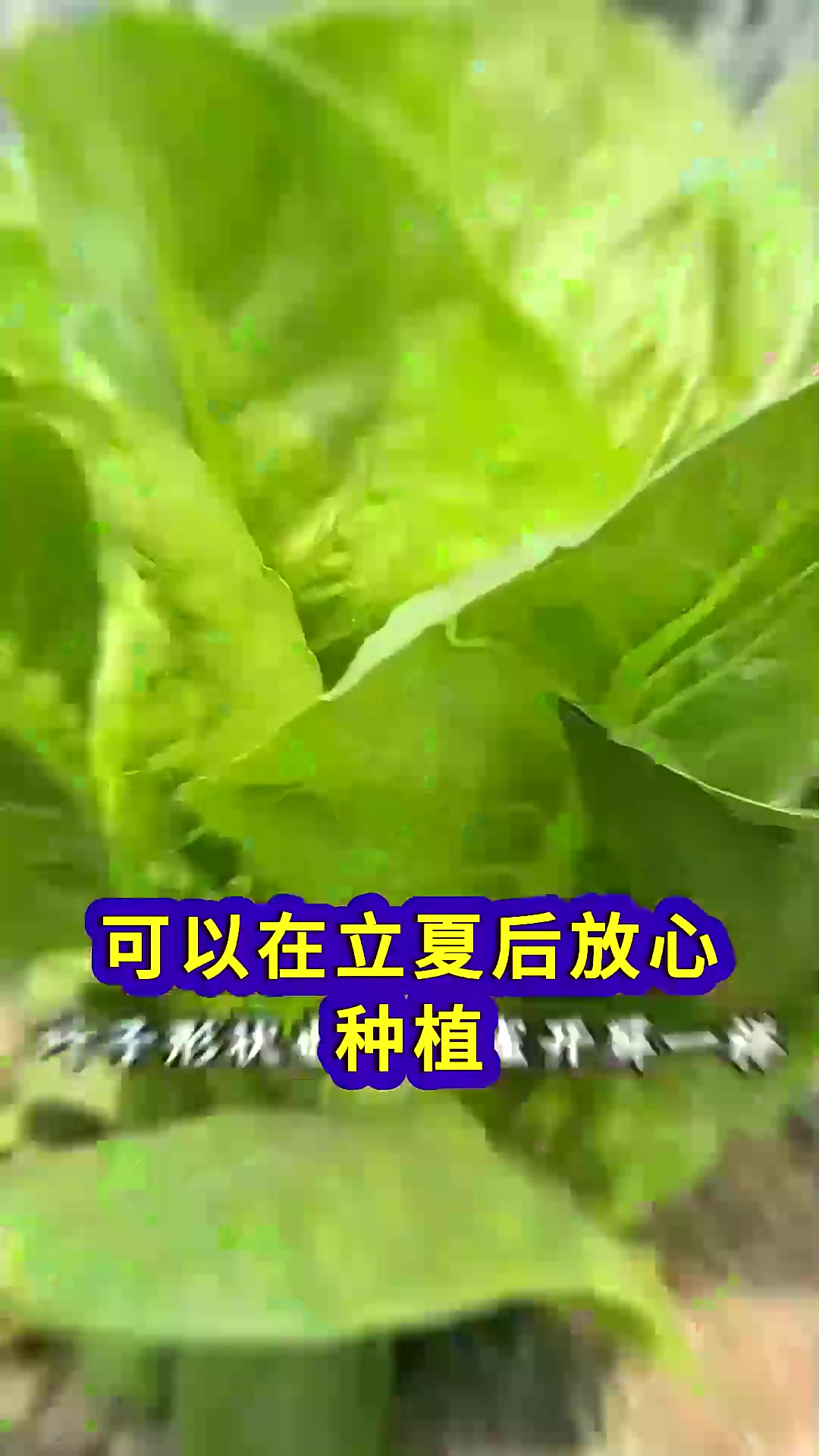  立夏过后可以种植的六种耐热蔬菜
