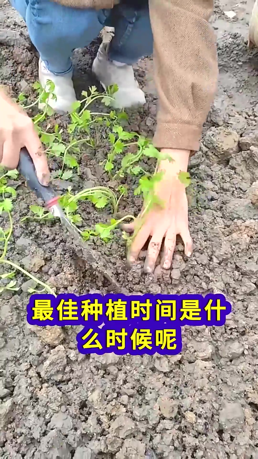  芹菜要想种的好方法时间很重要出苗快口感好产量高