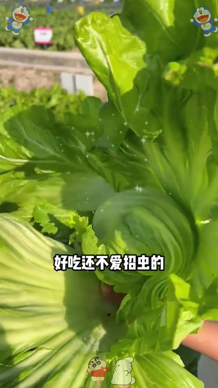  市场上少见的“鸡心”芥菜,叶片肥厚,常被误认成甘蓝!