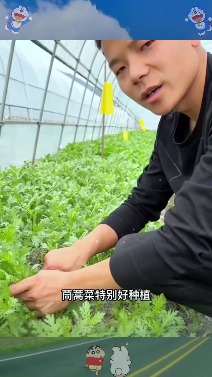  茼蒿怎么种能收三茬？菜农的5个经验总结，种出的茼蒿不愁产量！