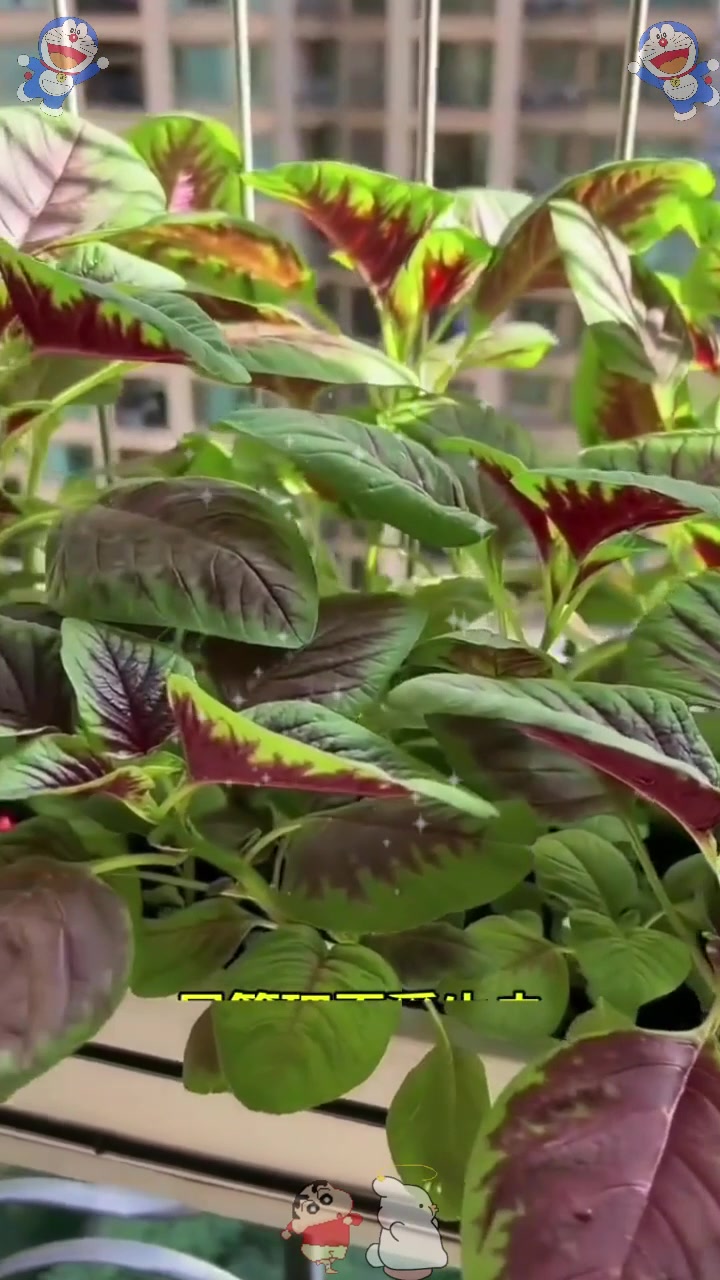  农村常见的红叶苋菜,人们只知它是上好野菜,殊不知还能驱虫!