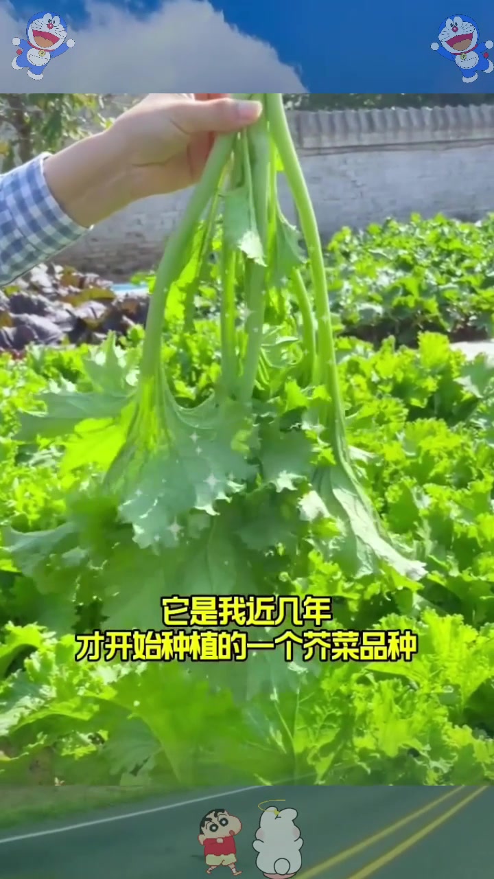  香叶芥菜生长速度快、采收期长,学会这些种植方法一茬一茬割不完