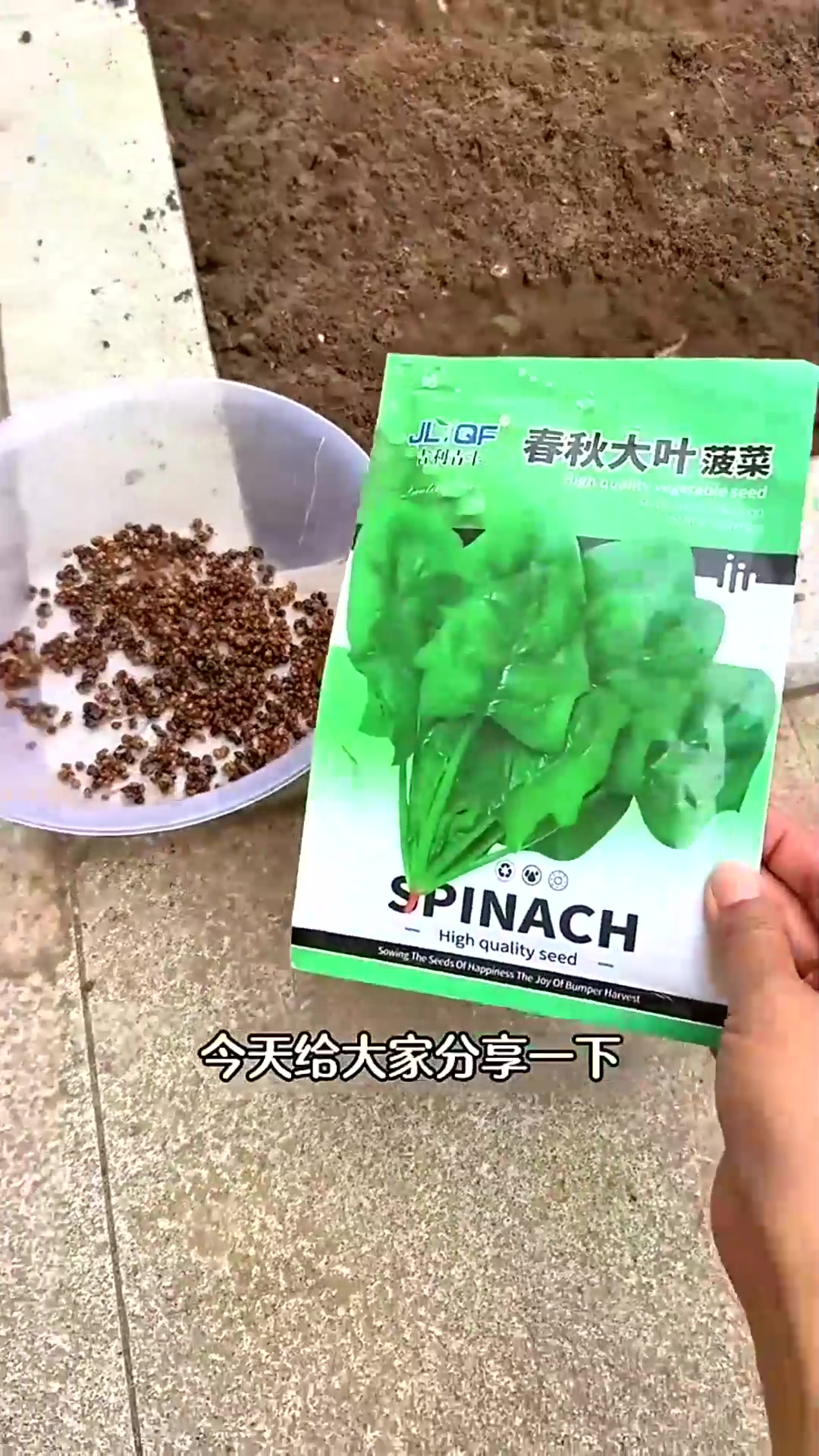  秋季菠菜如何种植？出苗快出苗齐呢，菠菜种植全过程