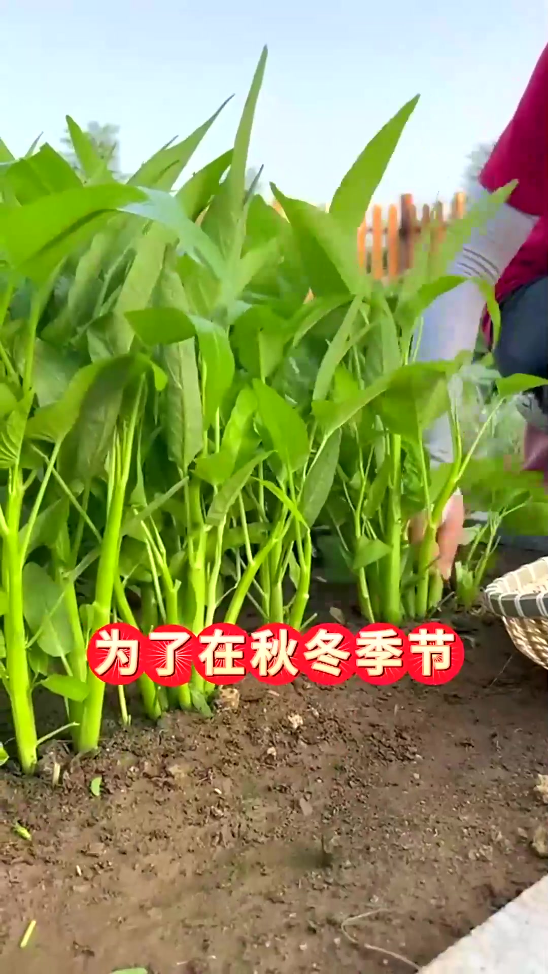  立秋过后蔬菜种植时间表种对了产量能翻倍