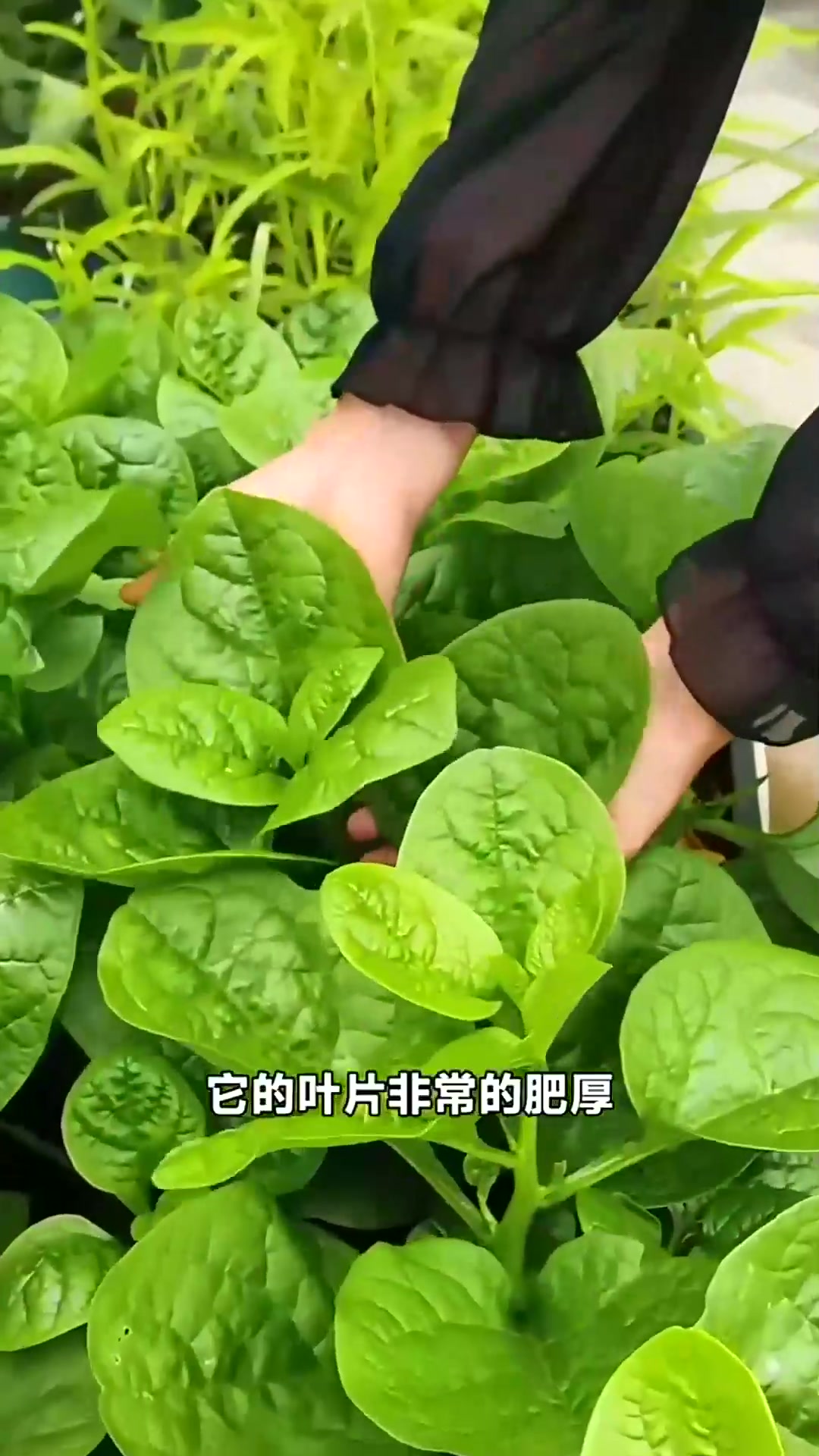  大叶木耳菜咋种?好吃易种能到秋 技巧在这!