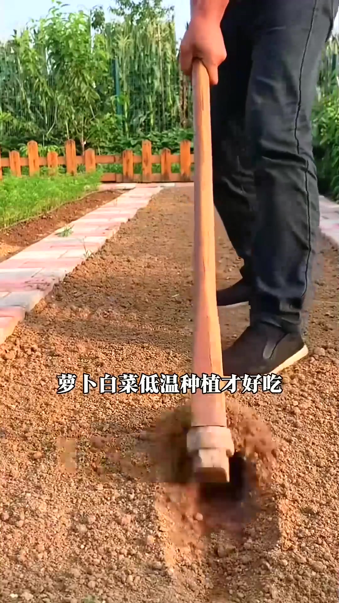  北方什么时间,可以种植白菜萝卜
