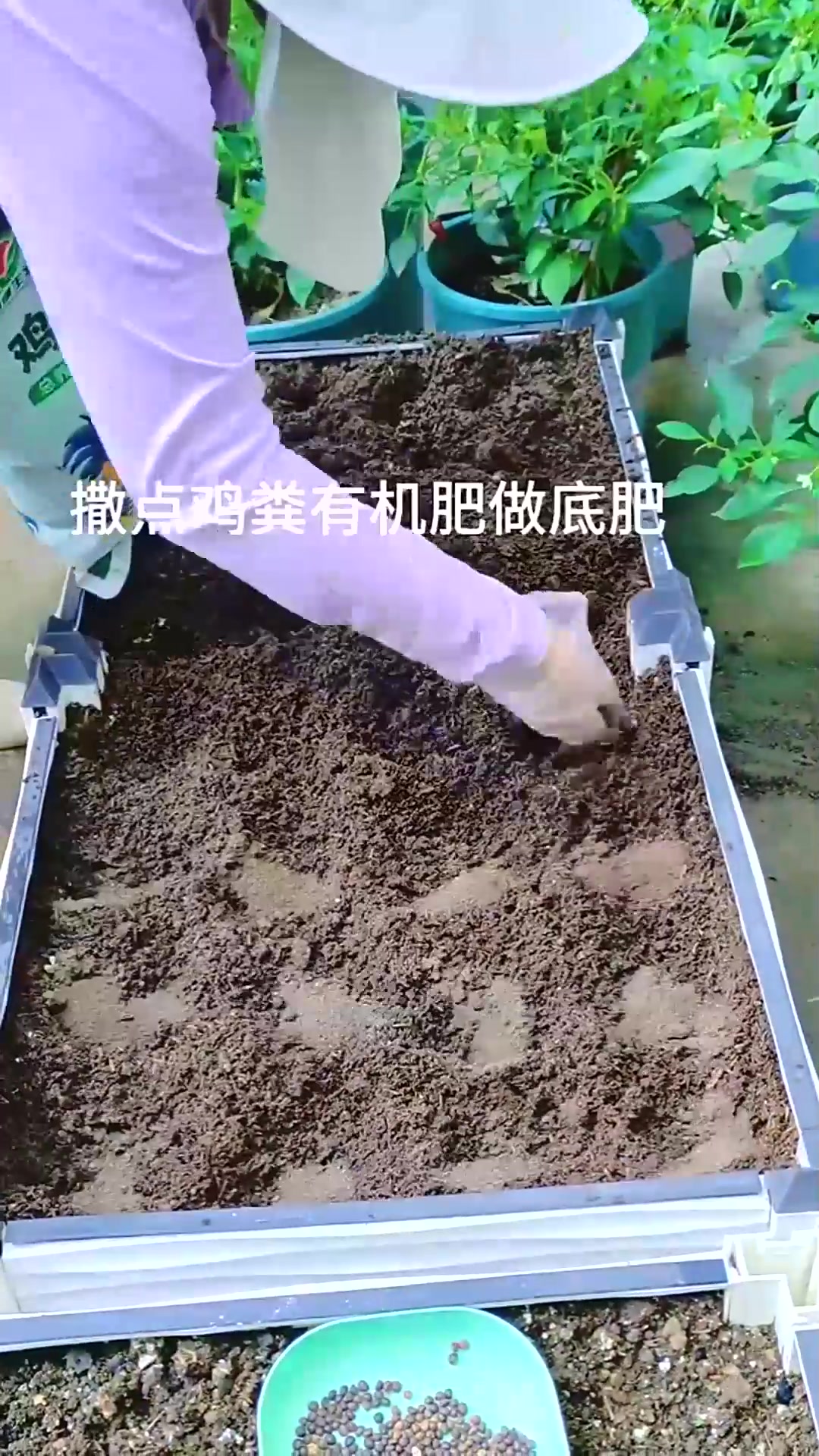  天气热种空心菜,种子不泡水,照着做三天就能发芽