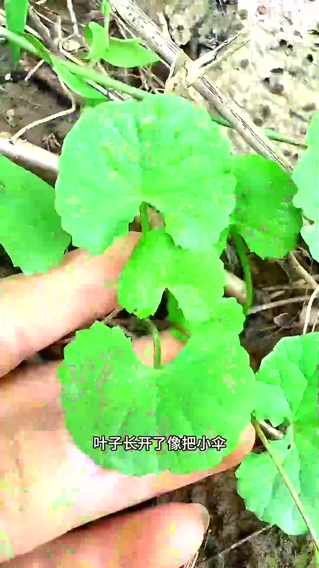  雷公根别名积雪草、灯盏菜,村里老一辈的人遇见会采挖它