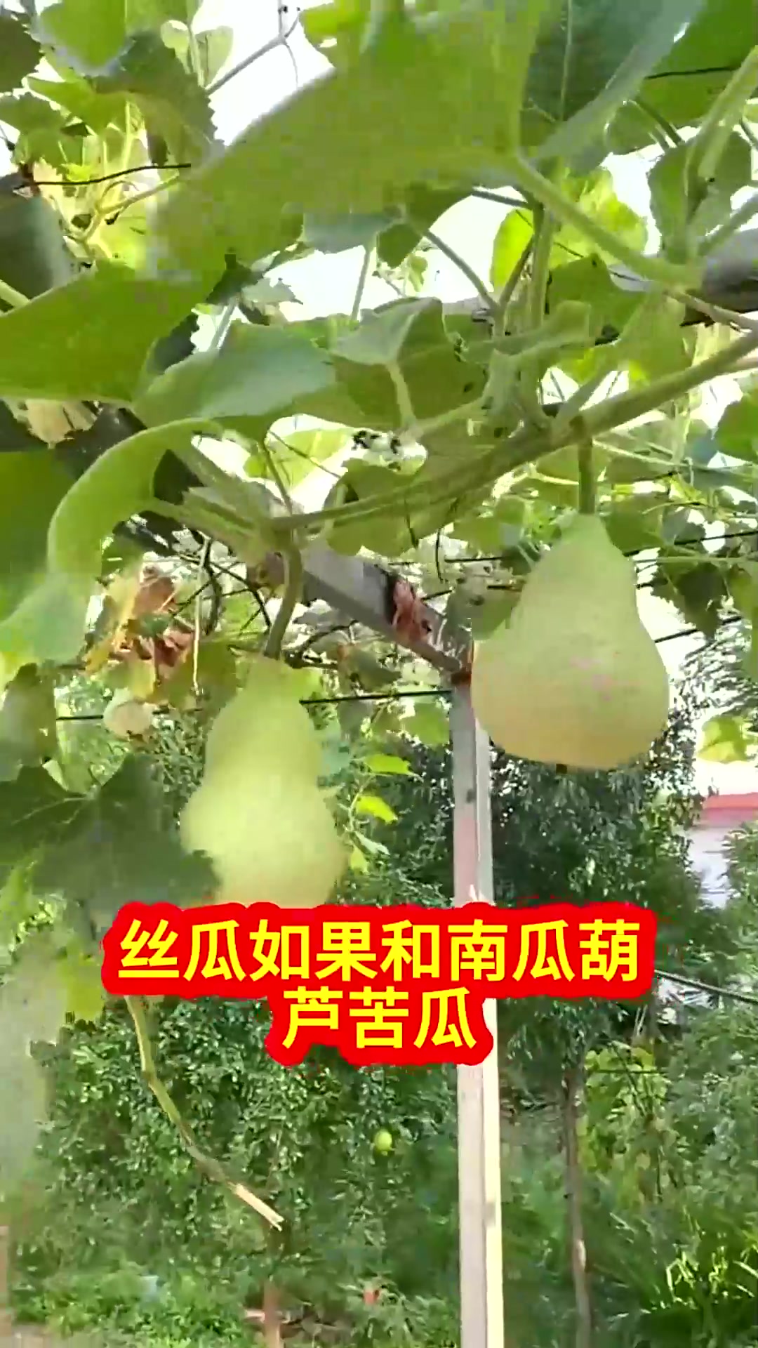  绝对不能和丝瓜种在一起的蔬菜互相传染谁都长不好