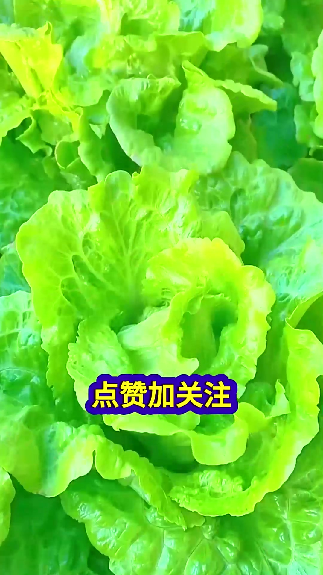  生菜想要出苗快只需这三步三天出芽七天出齐