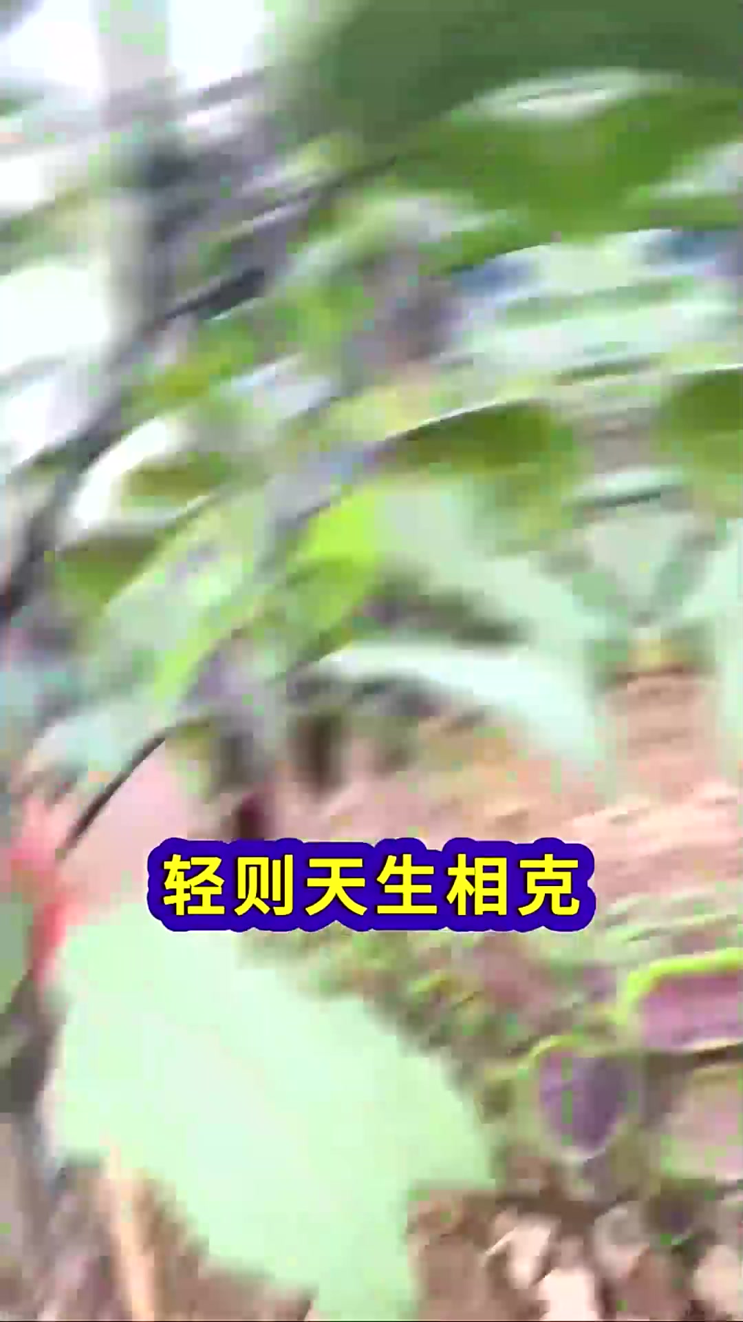  这几种蔬菜千万不要种在一起相生相克互相传染病害