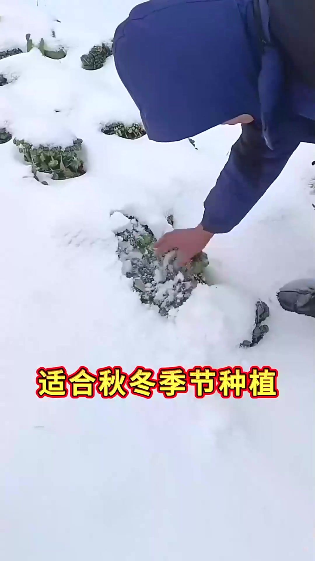  越冬蔬菜有哪些现在种正合适天气越冷越好吃