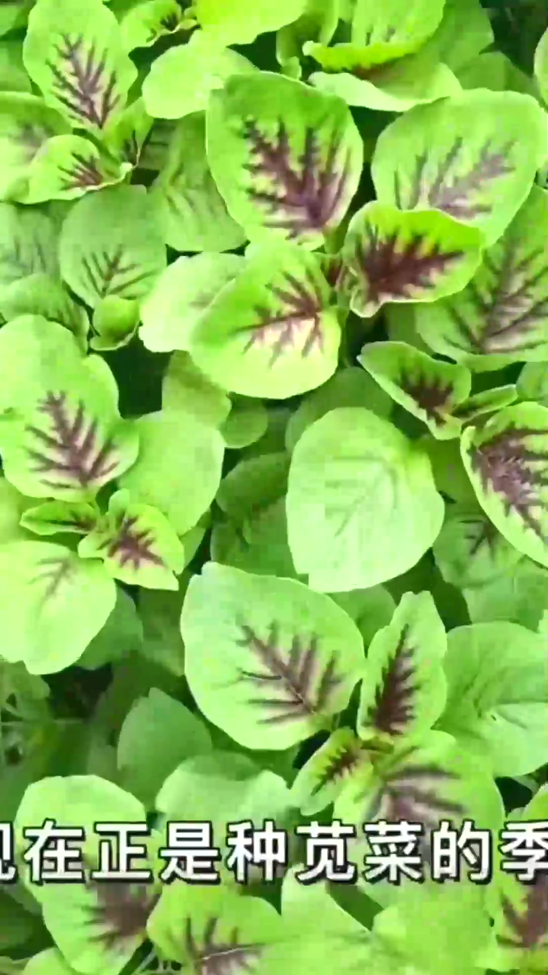  红苋菜种子,大圆叶一点红苋菜