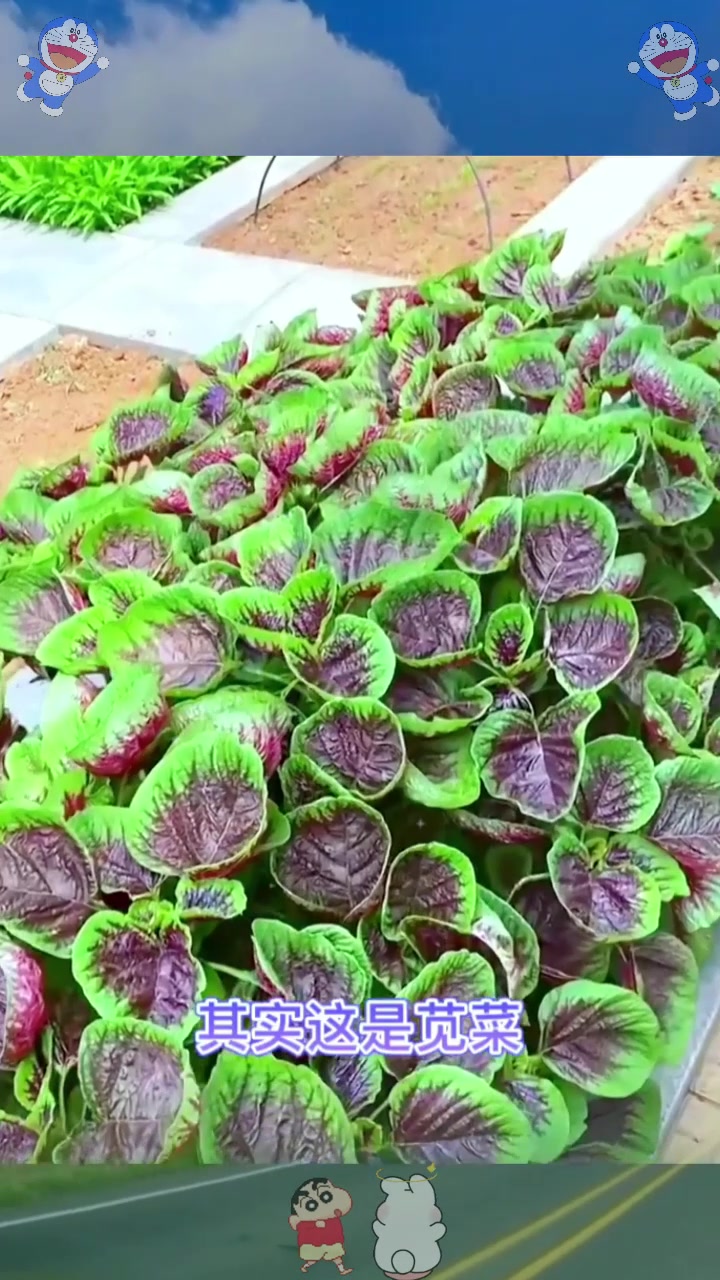  农民种红苋菜,注意施肥和虫害防治,苋菜茎嫩叶大,还能提前采收