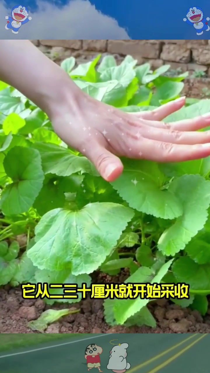  “秋冬一碗寒菜粥,胜过鸡鸭和羊肉”,它的营养丰富,可多茬采收