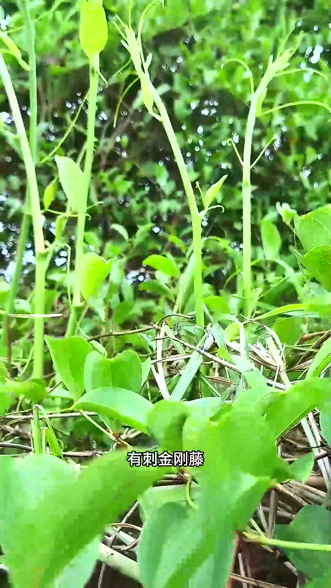  金刚藤的嫩芽,也叫龙须菜,农村人遇见都会采摘回家