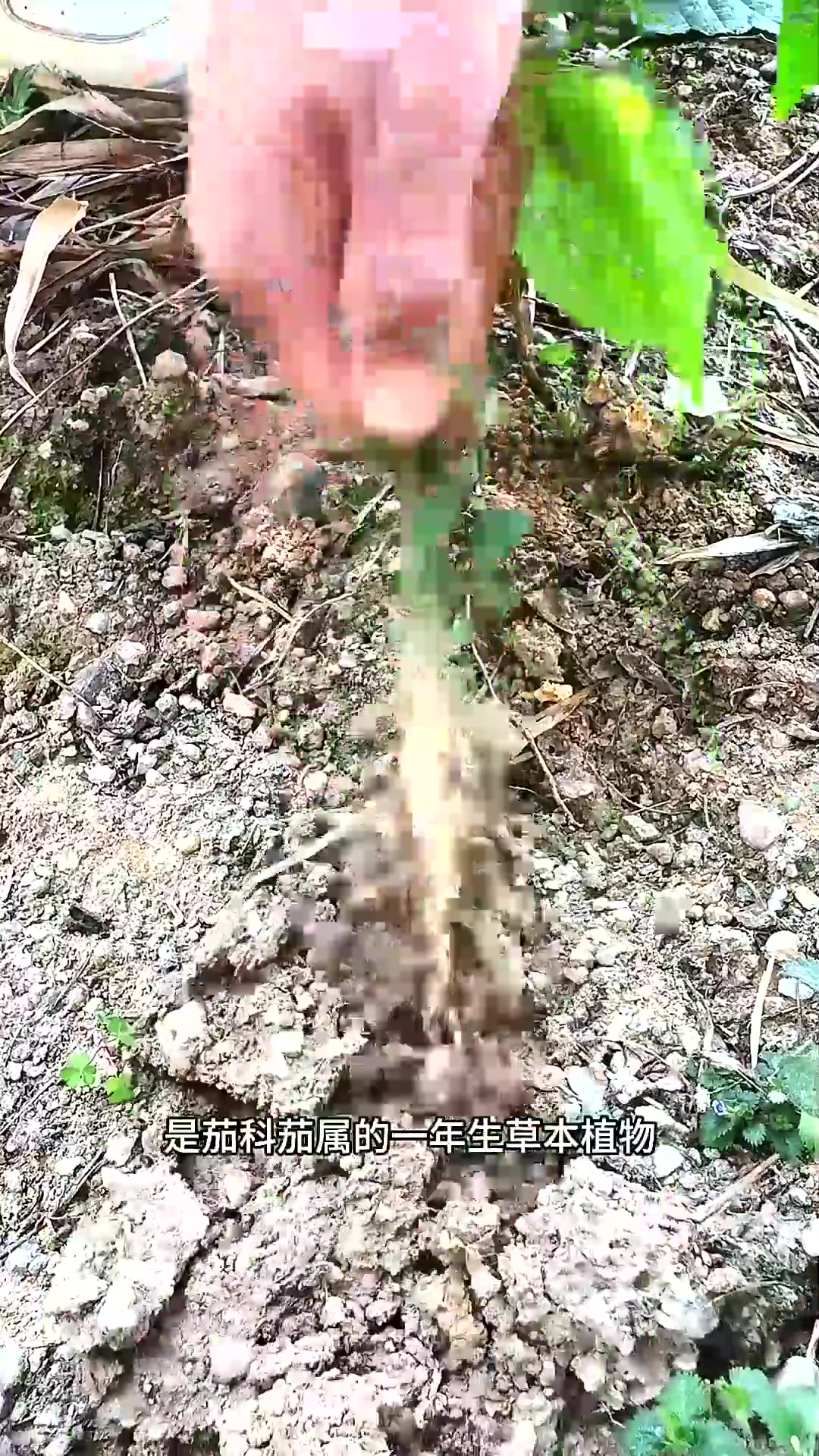  两广地区很受欢迎的一种野菜,龙葵也叫白花菜