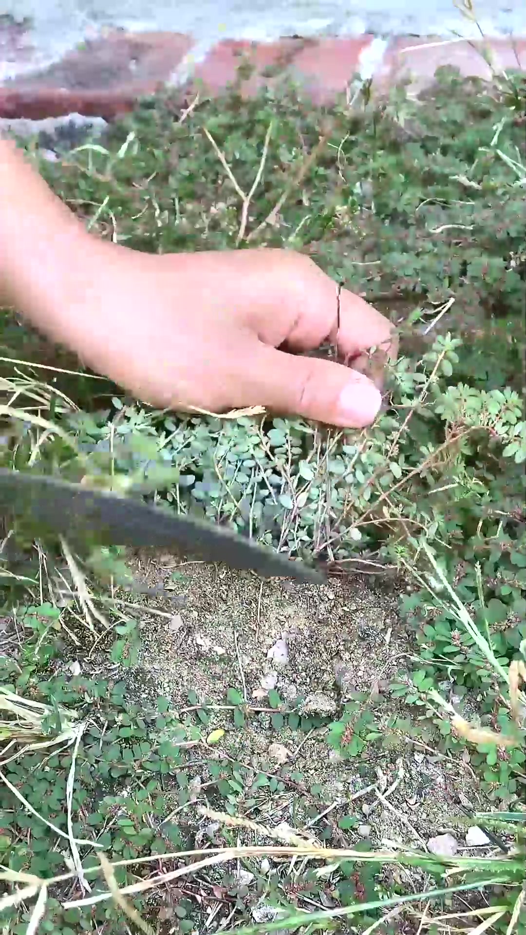  它就是地锦草,别名奶浆草、红丝草