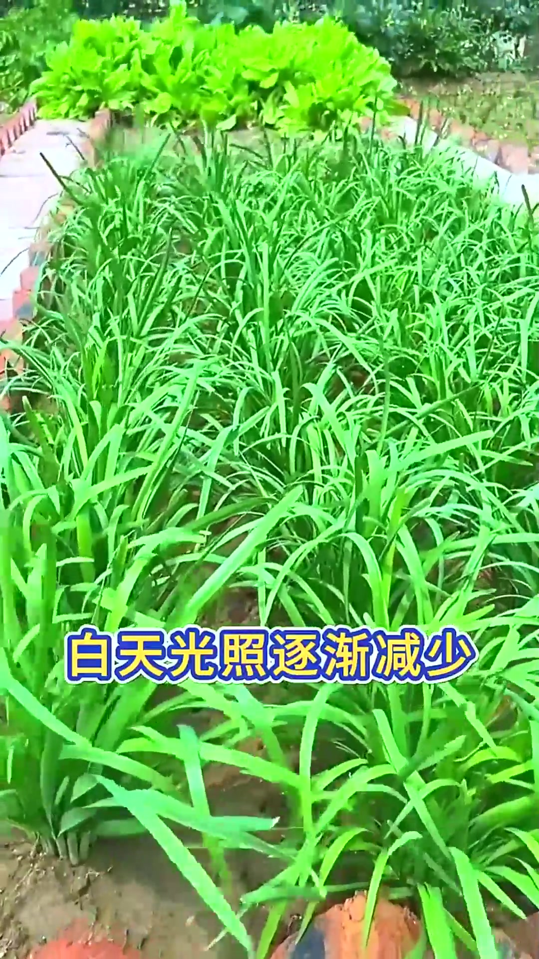  八月可以种植的蔬菜10种蔬菜8月种10月吃不完