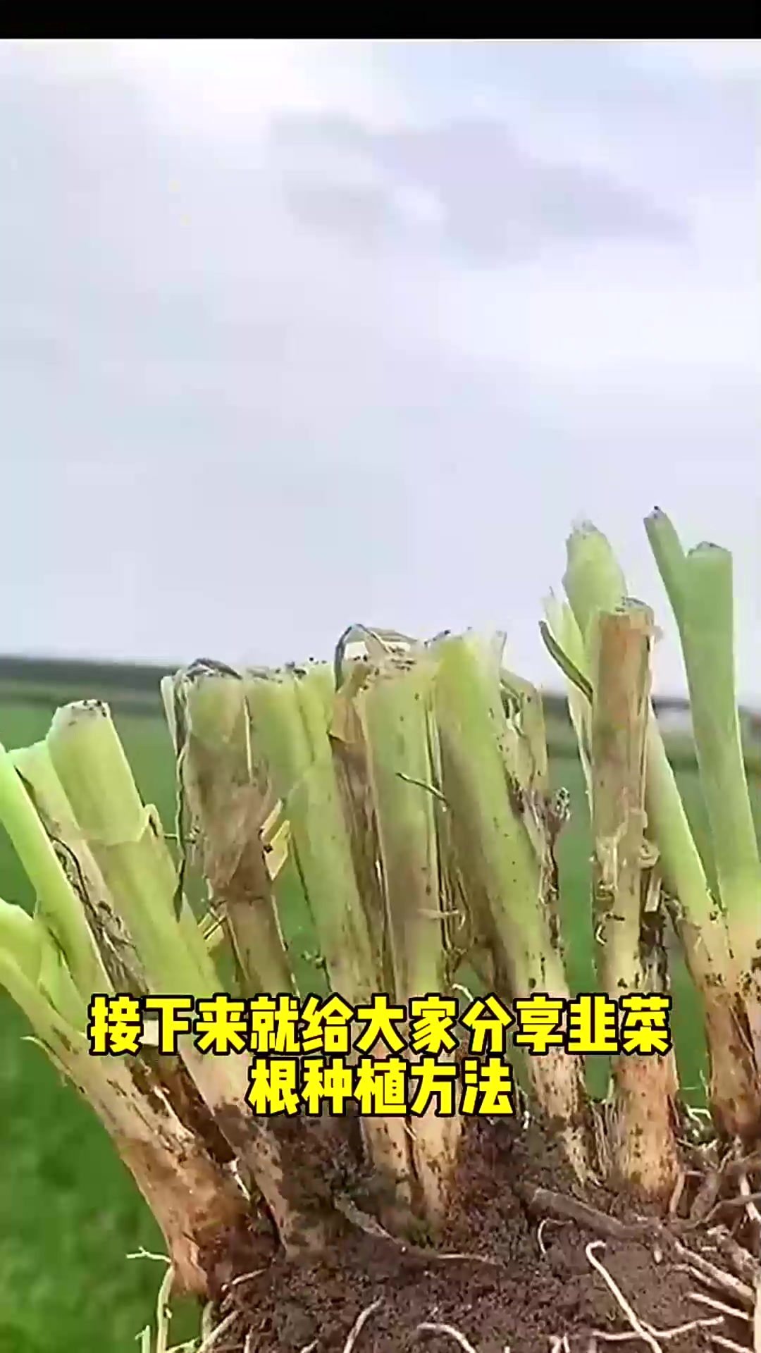  不知道韭菜根怎么种植的朋友,一定要看这个视频