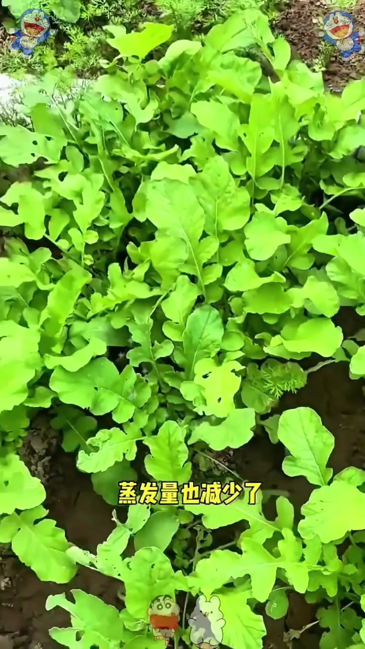  秋分后蔬菜什么时间浇水?