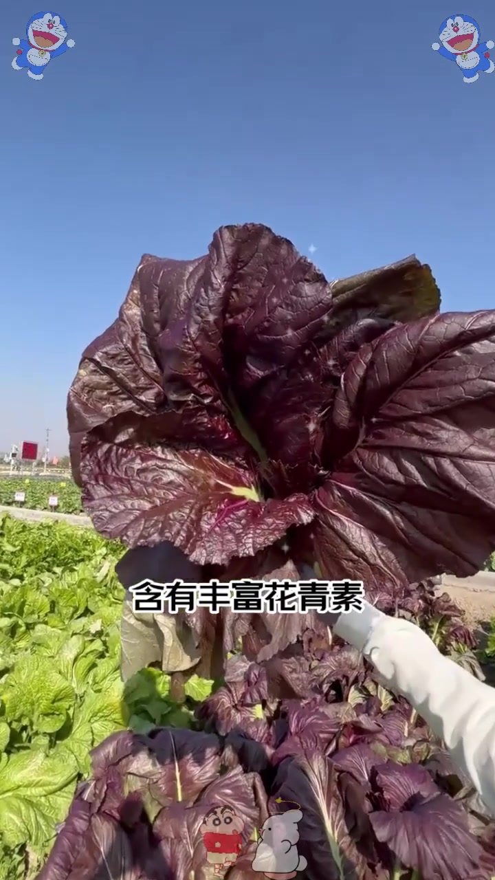  芥菜的一种,九成人没见过的野菜,营养价值你意想不到