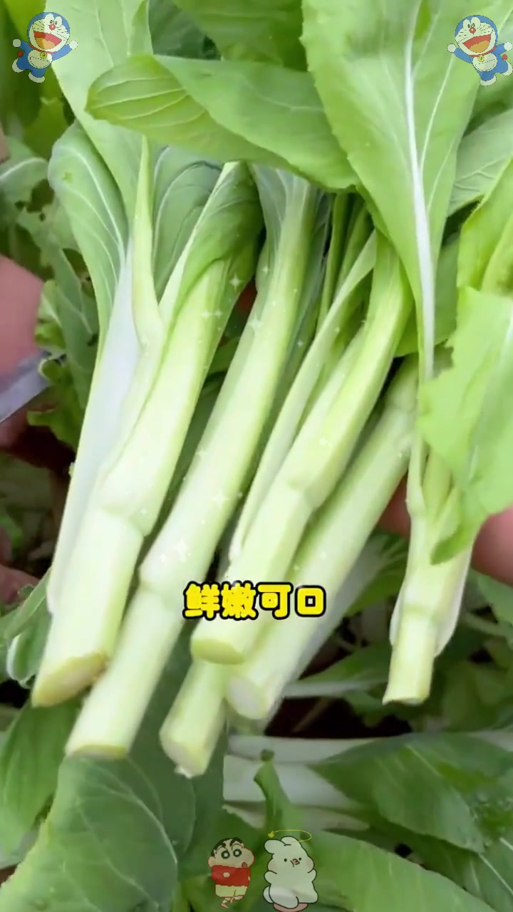  专吃菜心的蔬菜，越掐长得越好，它就是早熟白菜苔！