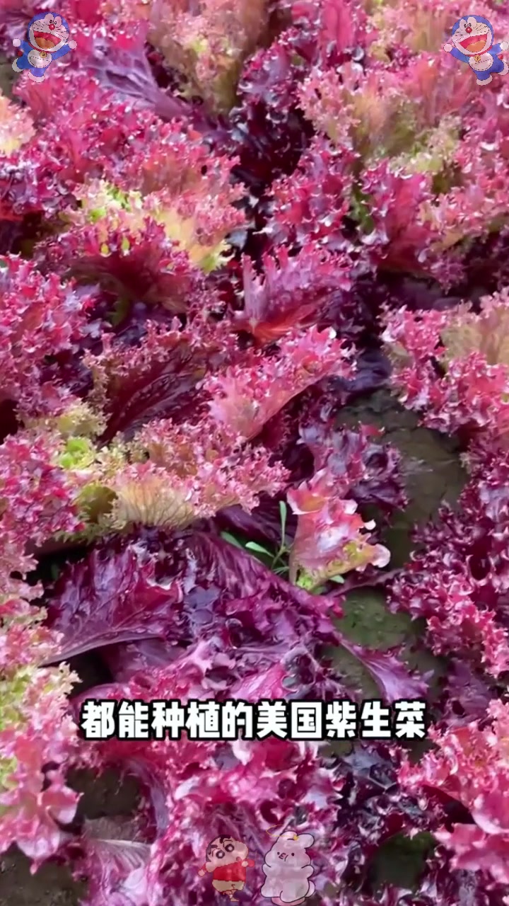  冬季最好的养生菜,1块钱1把,比青菜好吃比肉营养,阳台也能种植