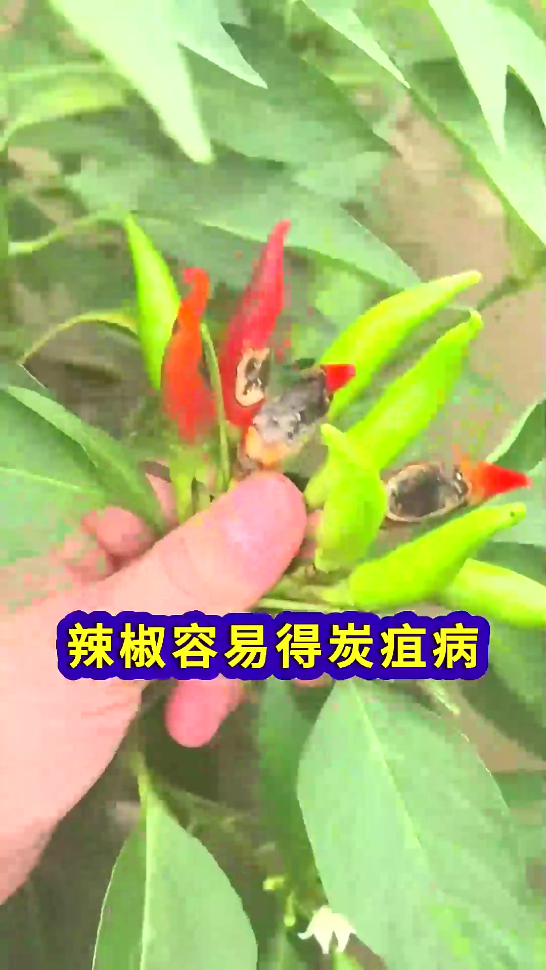  不能种在一起的十一种蔬菜相生相克同归于尽