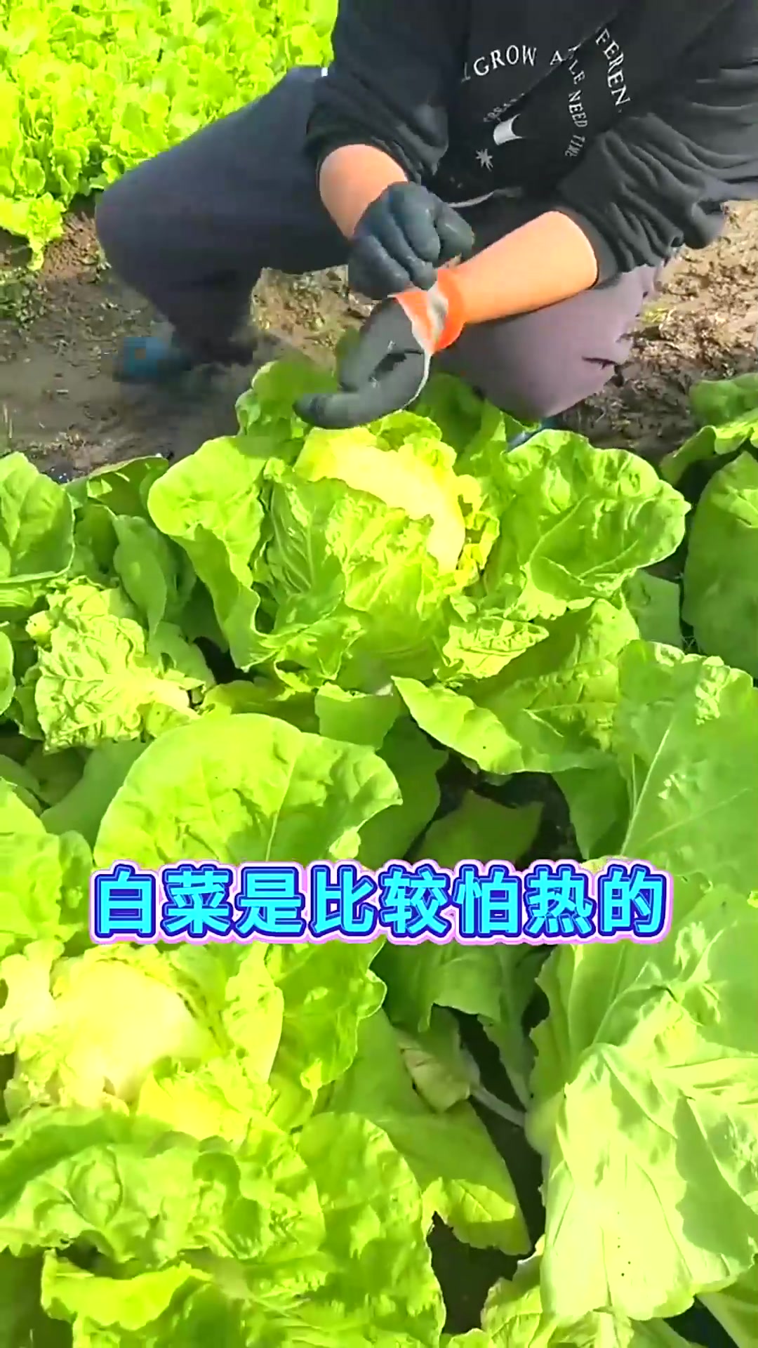  大白菜采收的最佳时间小雪是否还能等