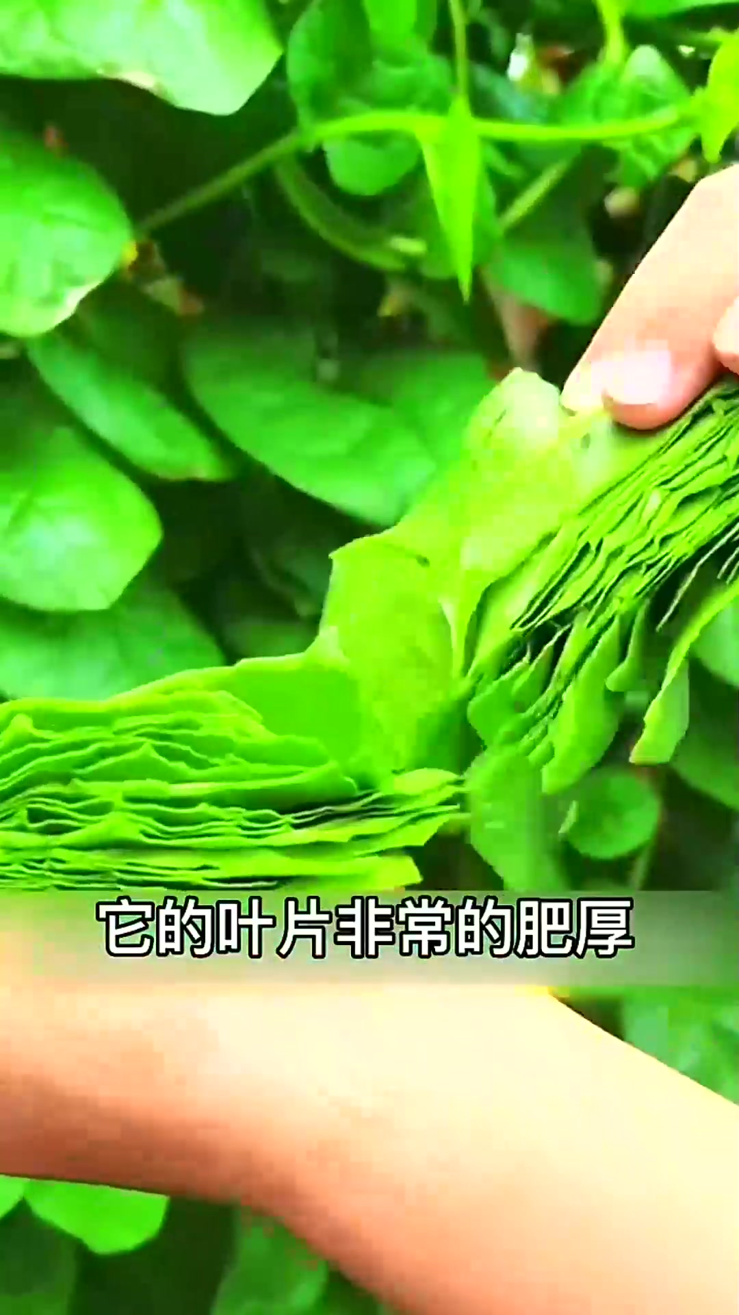  大叶木耳菜口感鲜嫩爽滑,炒菜鲜香无比,种植也简单