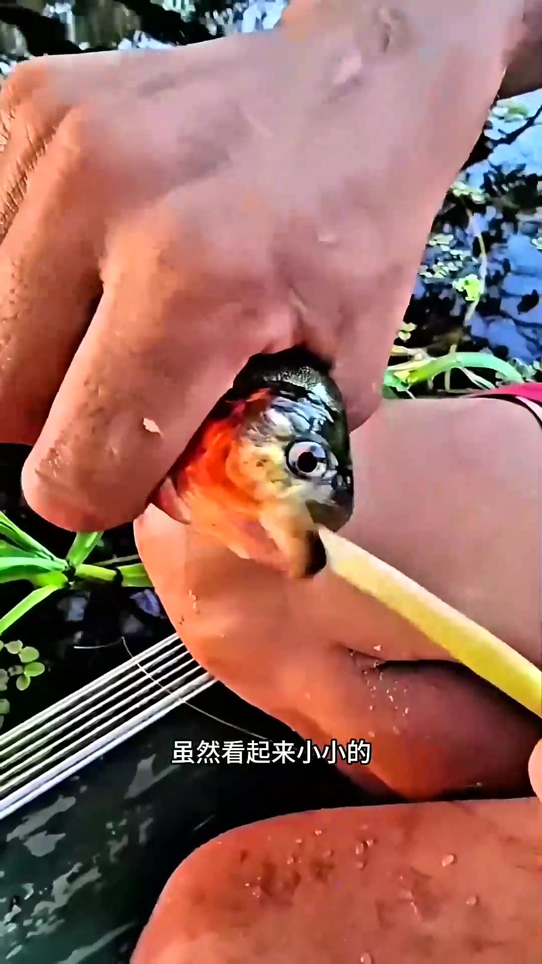  世界上最危险的三种鱼