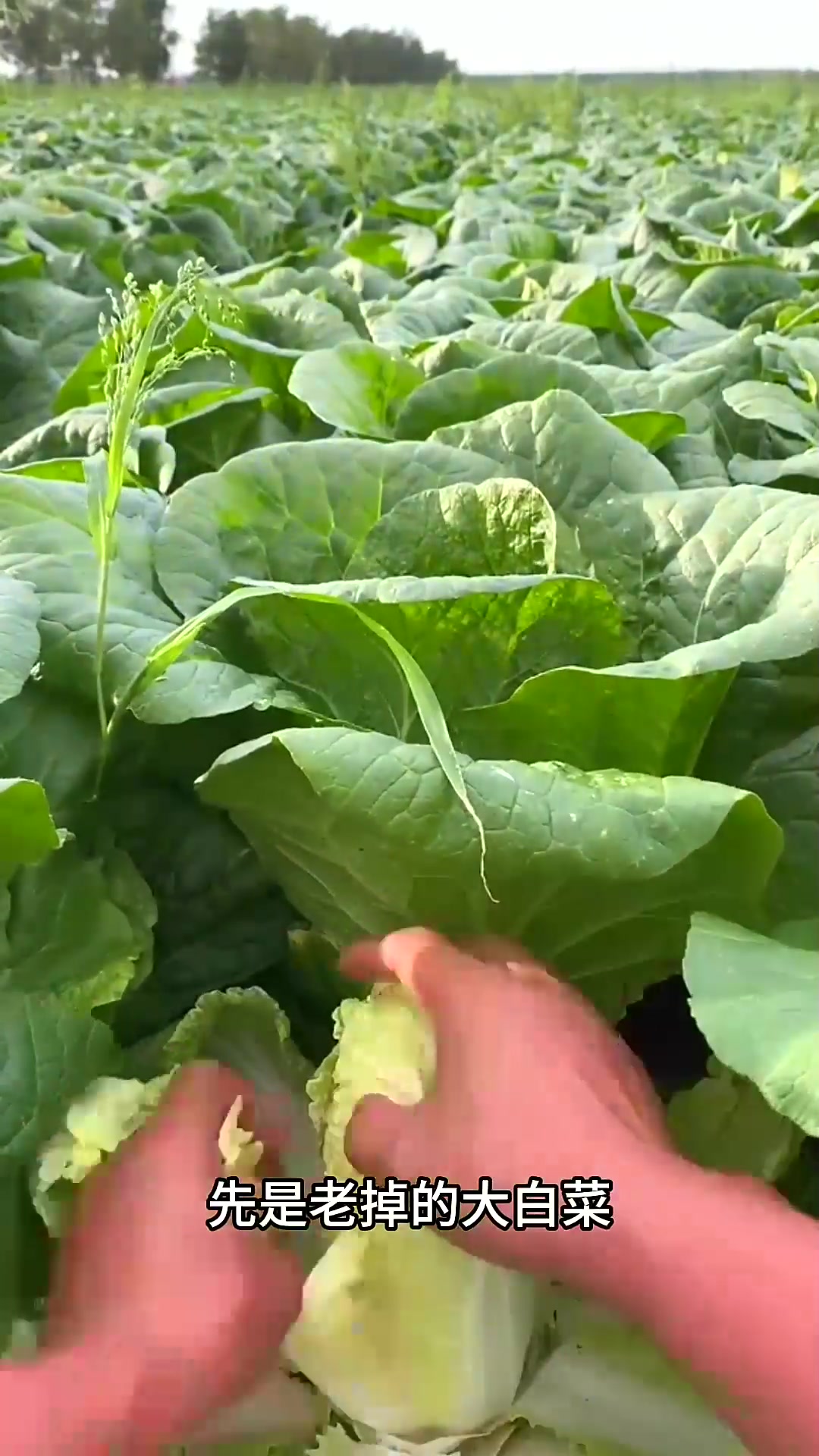  原来娃娃菜就是大白菜的菜心啊