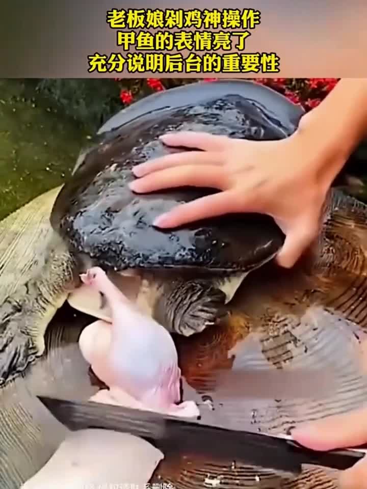 老板娘剁鸡神操作，甲鱼表情亮了