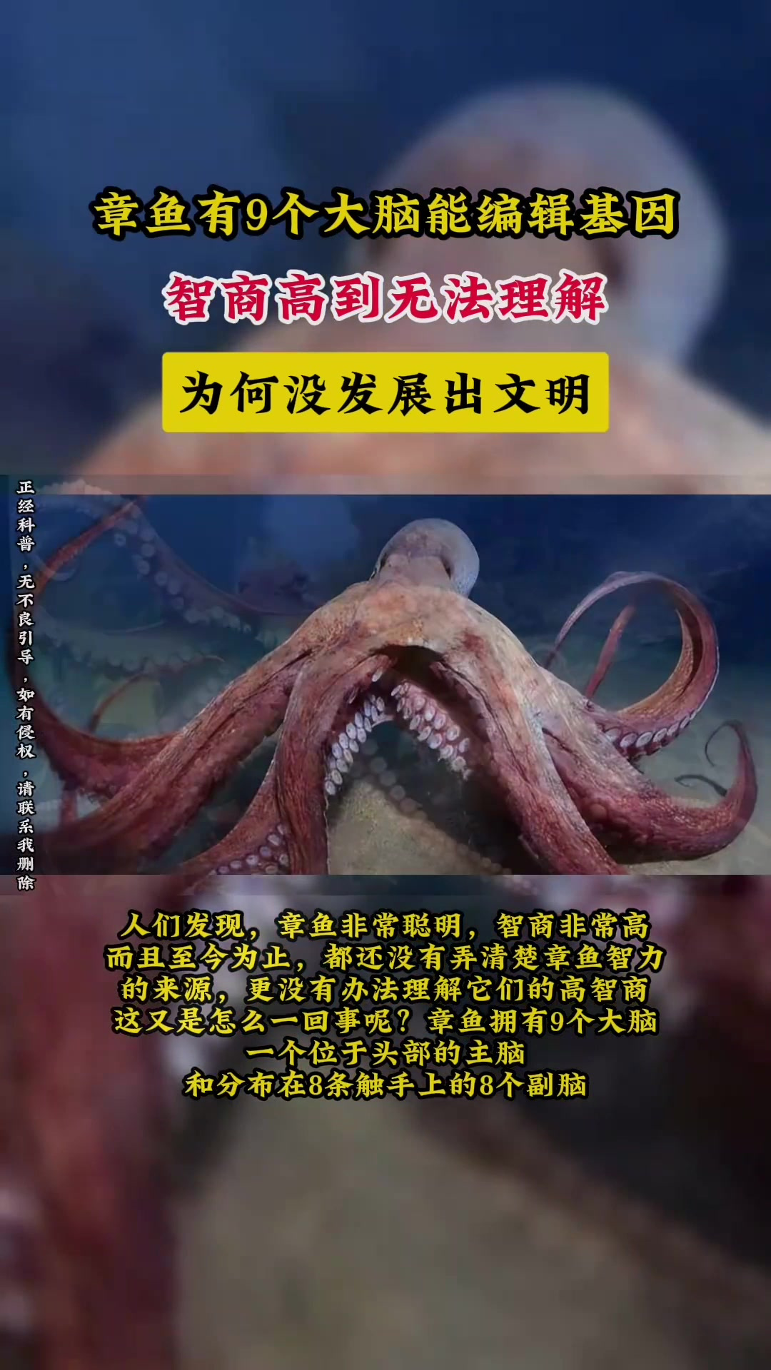 章鱼有9个大脑能编辑基因,智商高到无法理解,为何没发展出文明